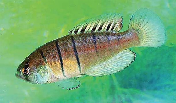 Austrolebias bagual