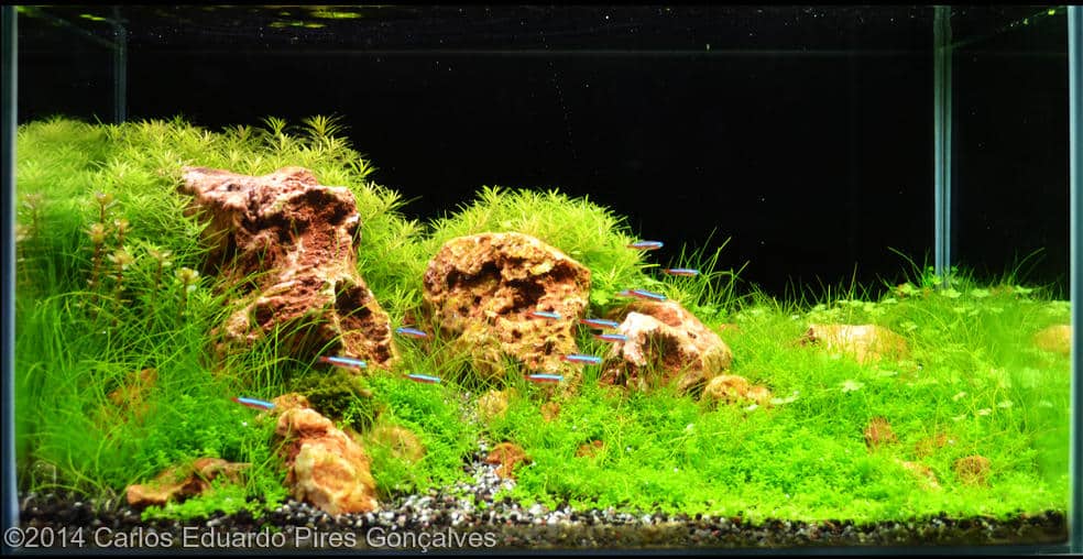 Carlos Eduardo Pires Gonçalves -  International Aquascaping Contest 2014