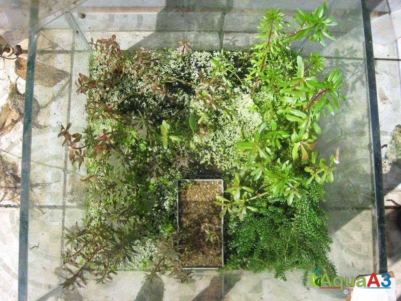 Cultivo de plantas emersas espalhado na estufa