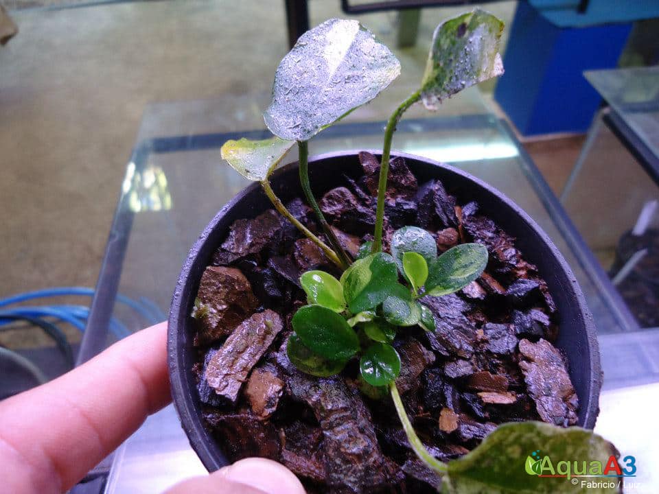 Cultivo de plantas emersas no vaso