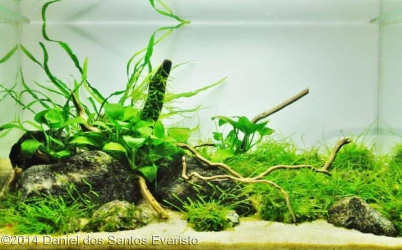 Daniel dos Santos Evaristo -  International Aquascaping Contest 2014