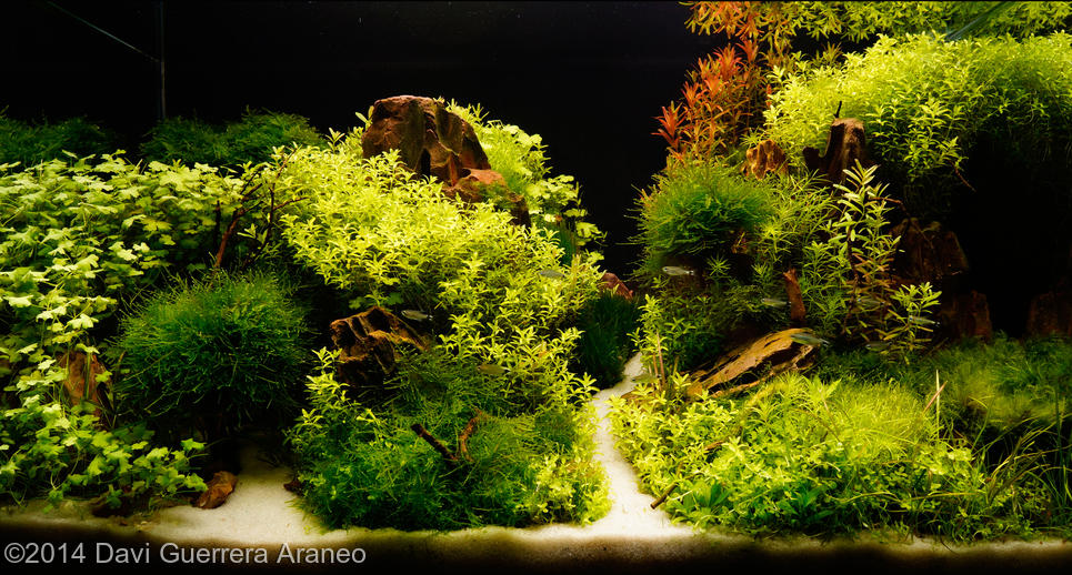 Davi Guerrera Araneo -  International Aquascaping Contest 2014