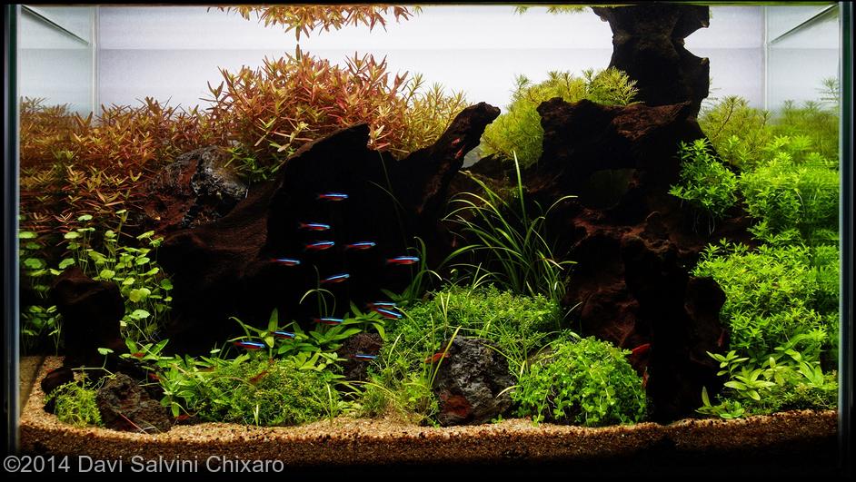 Davi Salvini Chixaro -  International Aquascaping Contest 2014