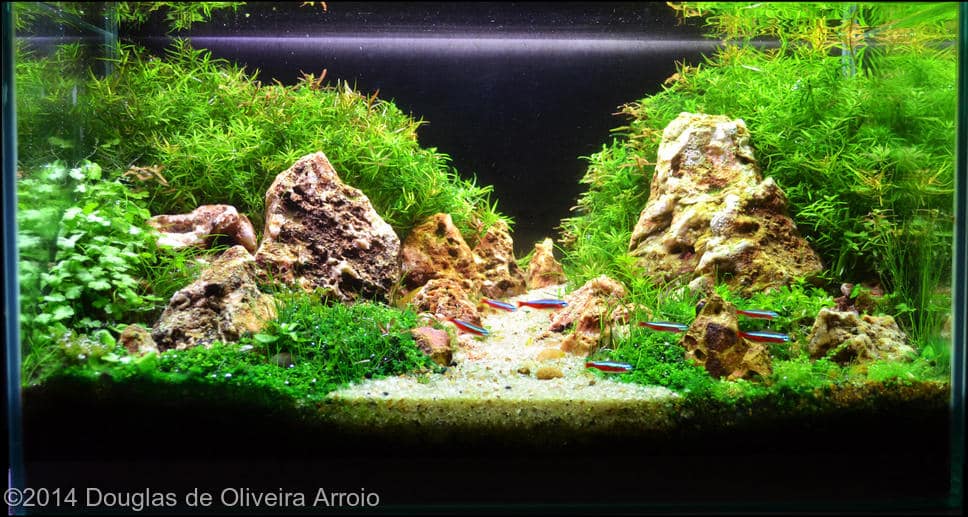 Douglas de Oliveira Arroio -  International Aquascaping Contest 2014