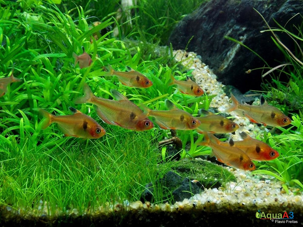 Evolução - Eventide de Flávio Freitas detalhes aquapaisagismo Hyphessobrycon eques (Tetra-serpae)