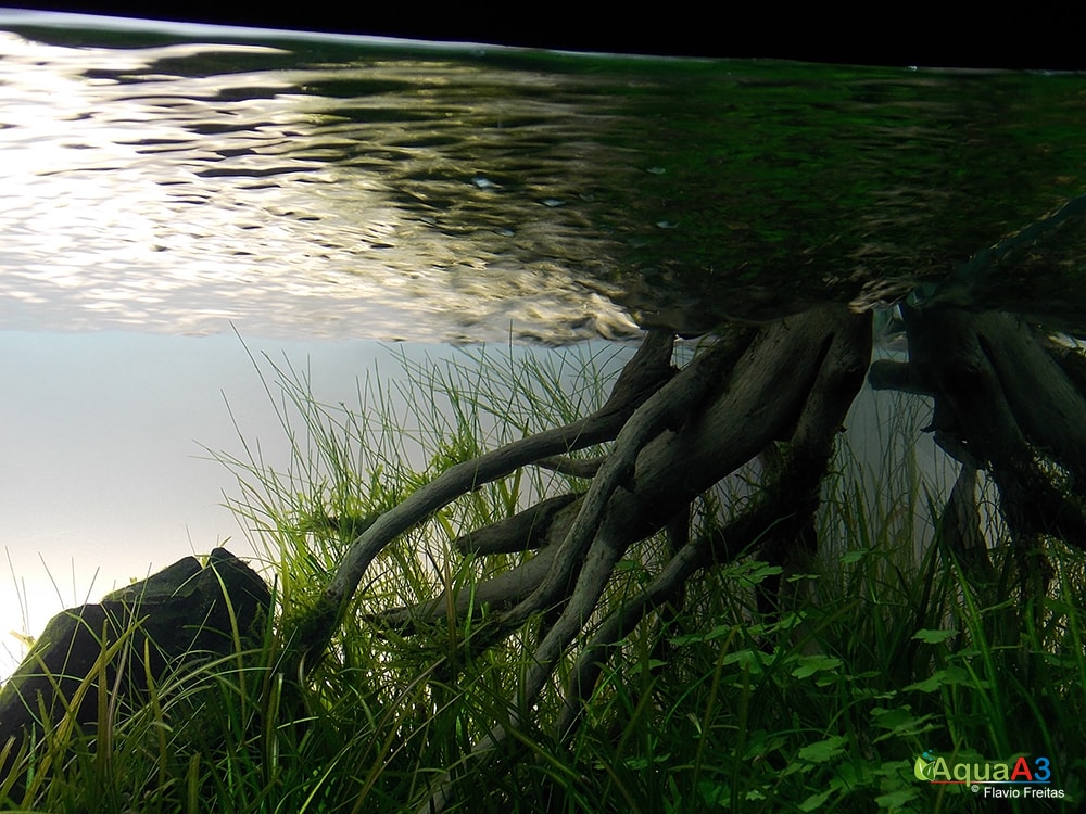 Evolução - Eventide de Flávio Freitas detalhes aquapaisagismo 