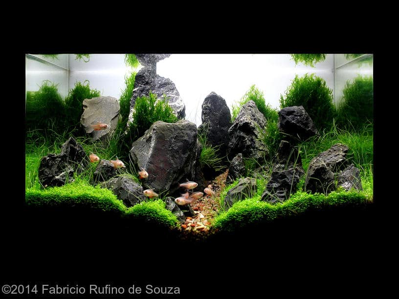 Fabricio Rufino de Souza -  International Aquascaping Contest 2014