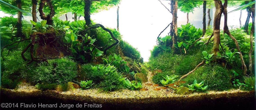 Flavio Henard Jorge de Freitas -  International Aquascaping Contest 2014