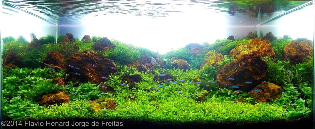 Flavio Henard Jorge de Freitas -  International Aquascaping Contest 2014