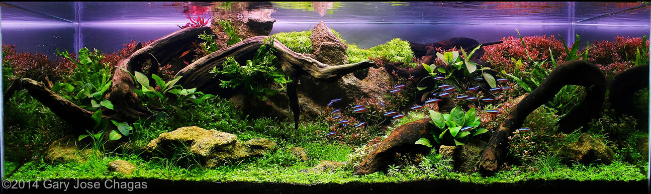 Gary Jose Chagas  -  International Aquascaping Contest 2014