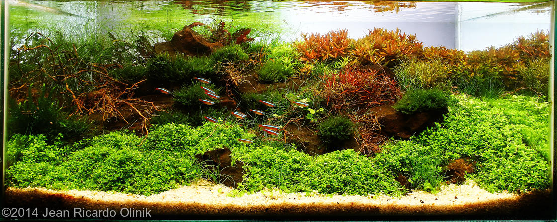 Jean Ricardo Olinik -  International Aquascaping Contest 2014