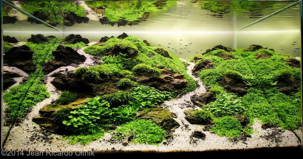 Jean Ricardo Olinik -  International Aquascaping Contest 2014