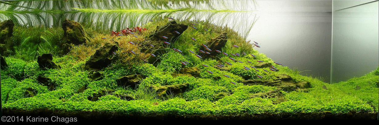 Karine Chagas -  International Aquascaping Contest 2014