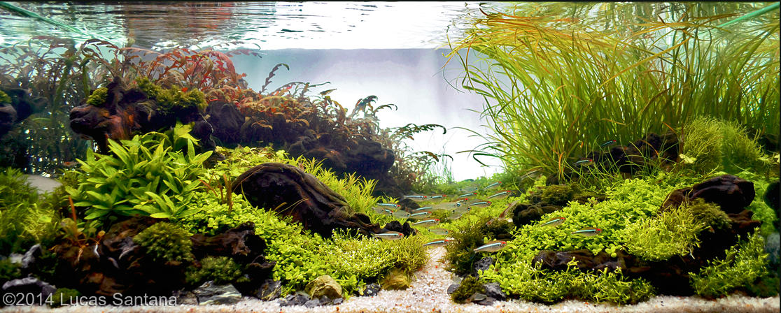 Lucas Santana -  International Aquascaping Contest 2014