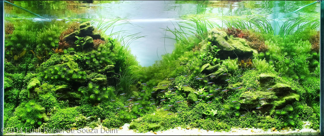 Luidi Rafael de Souza Doim -  International Aquascaping Contest 2014