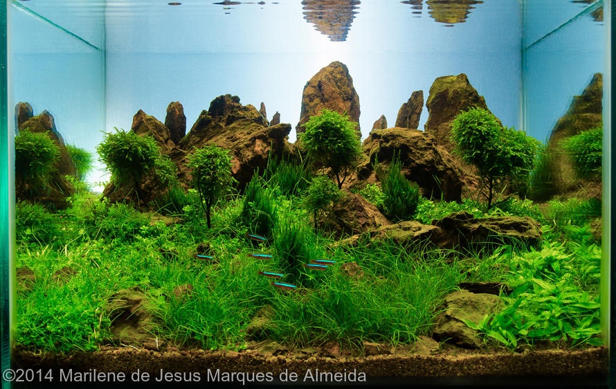 Marilene de Jesus Marques de Almeida -  International Aquascaping Contest 2014