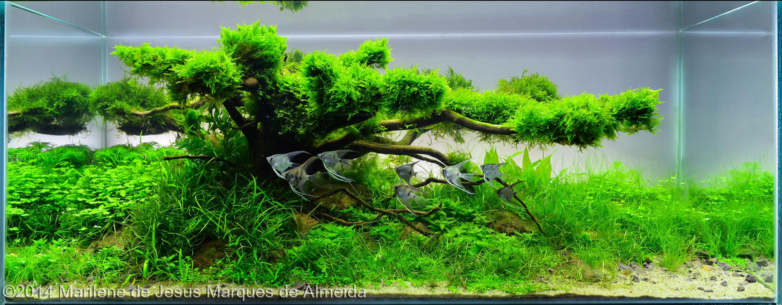 Marilene de Jesus Marques de Almeida -  International Aquascaping Contest 2014