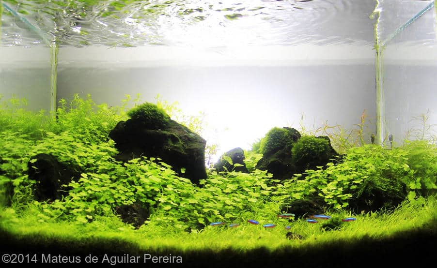 Mateus de Aguilar Pereira -  International Aquascaping Contest 2014