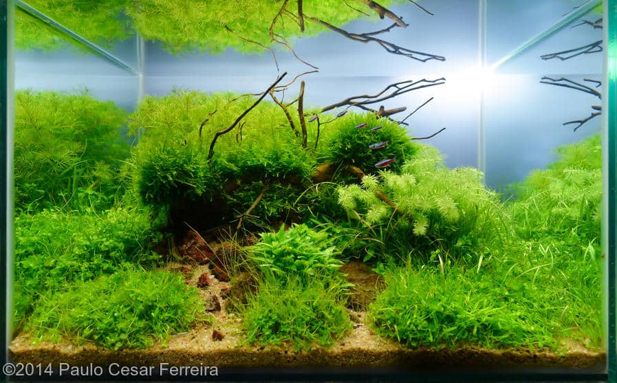 Paulo Cesar Ferreira -  International Aquascaping Contest 2014