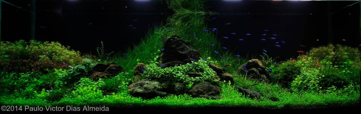 Paulo Victor Dias Almeida -  International Aquascaping Contest 2014