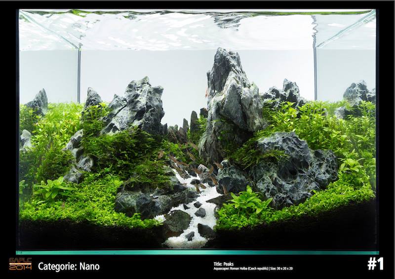 Rank 1 Nano - German Aquatic Plants Layout Contest  - GAPLC 2014