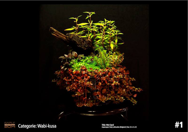 Rank 1 Wabi-Kusa - German Aquatic Plants Layout Contest  - GAPLC 2014