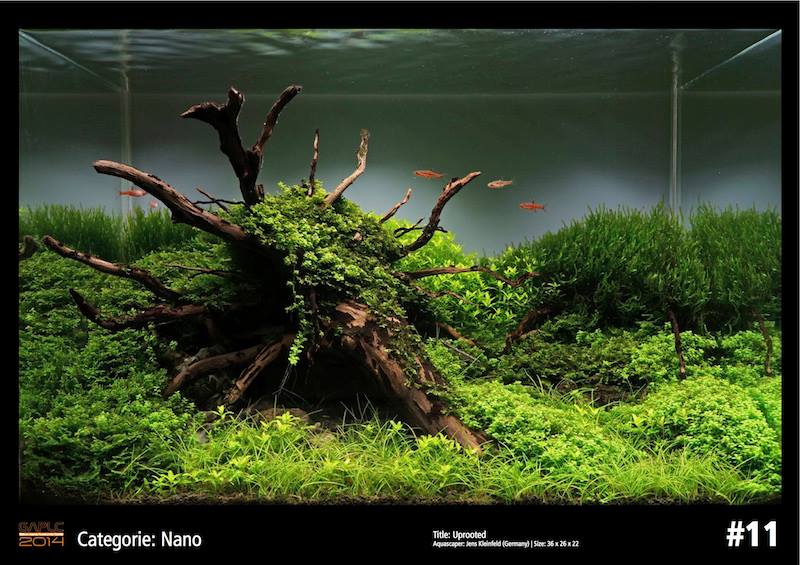 Rank 11 Nano - German Aquatic Plants Layout Contest  - GAPLC 2014