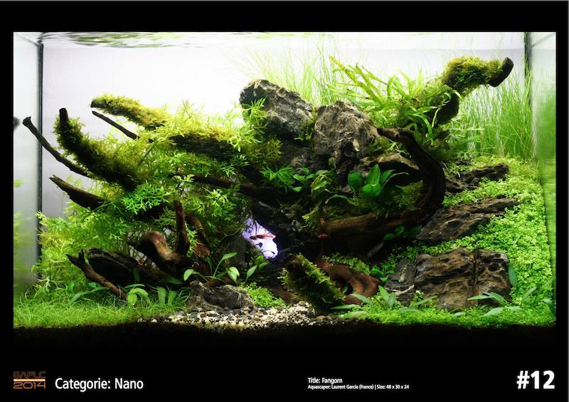 Rank 12 Nano - German Aquatic Plants Layout Contest  - GAPLC 2014