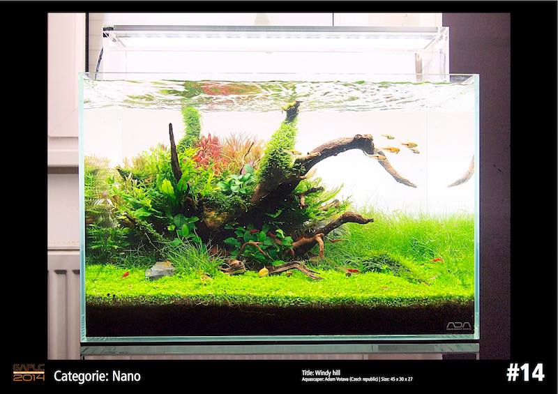 Rank 14 Nano - German Aquatic Plants Layout Contest  - GAPLC 2014