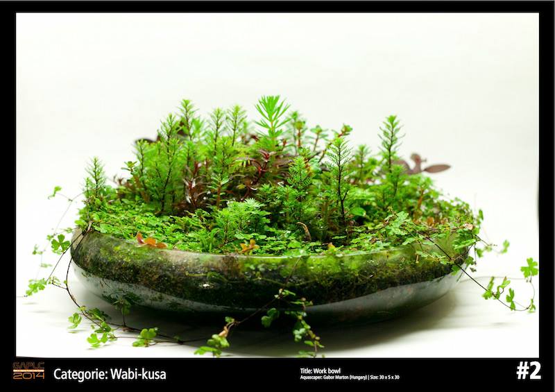 Rank 2 Wabi-Kusa - German Aquatic Plants Layout Contest  - GAPLC 2014