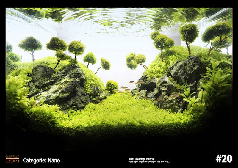 Rank 20 Nano - German Aquatic Plants Layout Contest  - GAPLC 2014