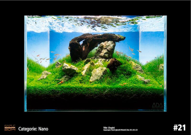 Rank 21 Nano - German Aquatic Plants Layout Contest  - GAPLC 2014