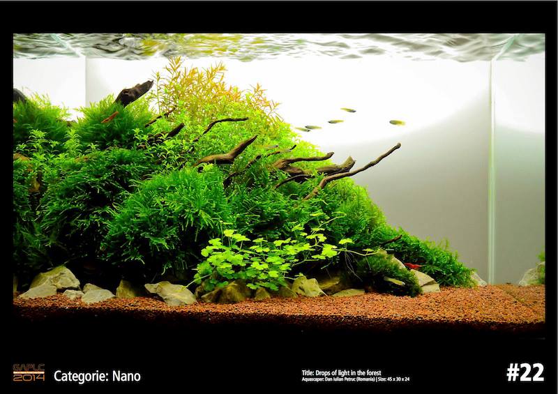 Rank 22 Nano - German Aquatic Plants Layout Contest  - GAPLC 2014