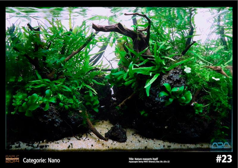 Rank 23 Nano - German Aquatic Plants Layout Contest  - GAPLC 2014