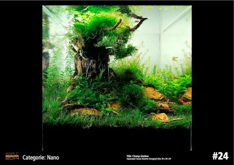 Rank 24 Nano - German Aquatic Plants Layout Contest  - GAPLC 2014