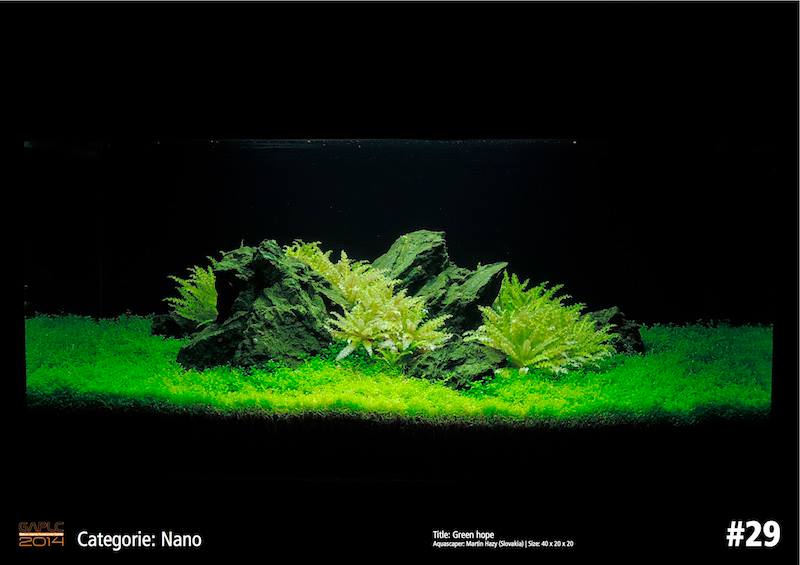 Rank 29 Nano - German Aquatic Plants Layout Contest  - GAPLC 2014