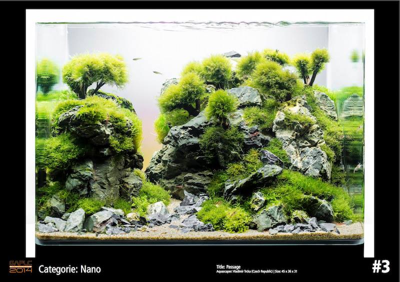 Rank 3 Nano - German Aquatic Plants Layout Contest  - GAPLC 2014