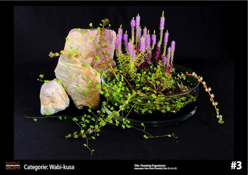 Rank 3 Wabi-Kusa - German Aquatic Plants Layout Contest  - GAPLC 2014