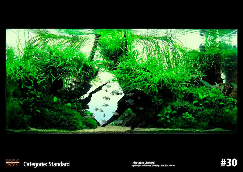 Rank 30 German Aquatic Plants Layout Contest  - GAPLC 2014