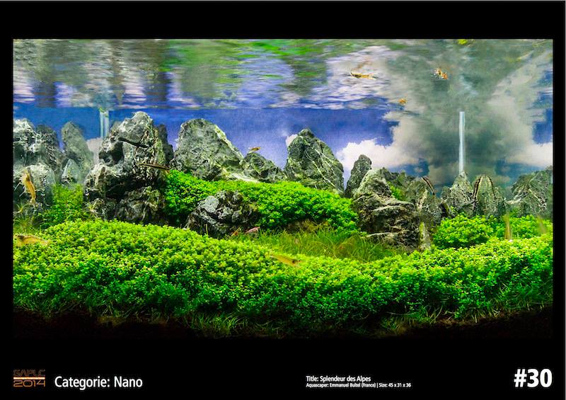 Rank 30 Nano - German Aquatic Plants Layout Contest  - GAPLC 2014