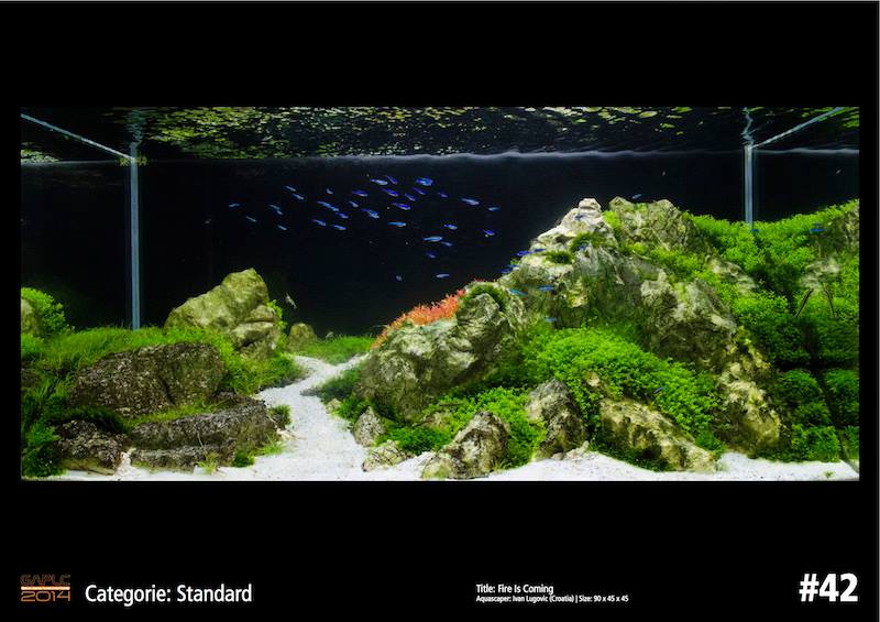 Rank 42 German Aquatic Plants Layout Contest  - GAPLC 2014