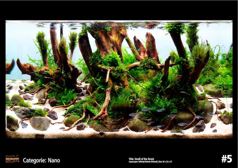 Rank 5 Nano - German Aquatic Plants Layout Contest  - GAPLC 2014