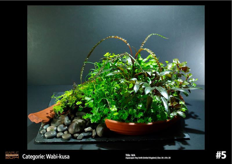 Rank 5 Wabi-Kusa - German Aquatic Plants Layout Contest  - GAPLC 2014