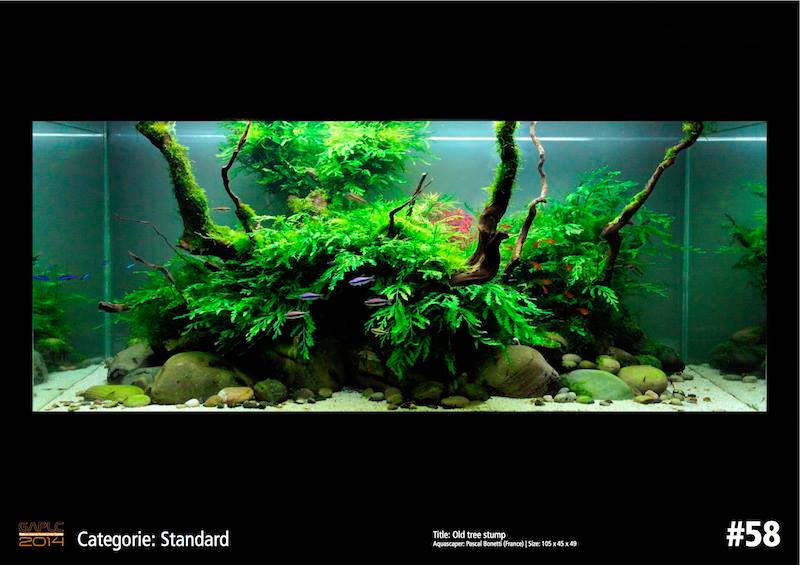 Rank 58 German Aquatic Plants Layout Contest  - GAPLC 2014