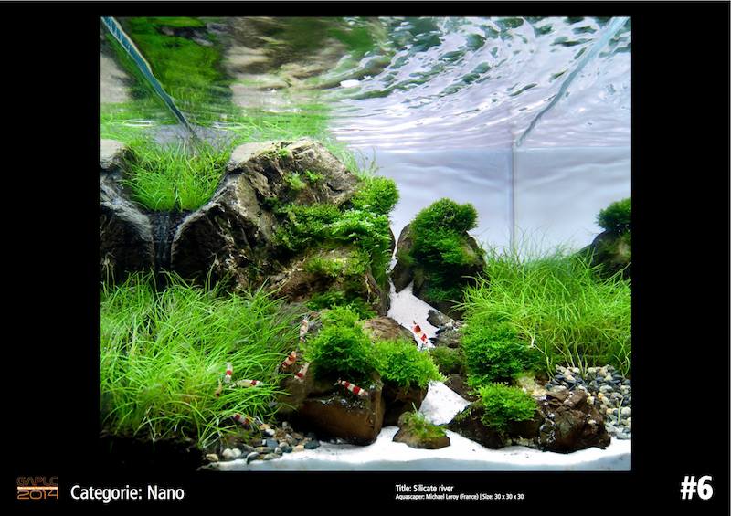 Rank 6 Nano - German Aquatic Plants Layout Contest  - GAPLC 2014