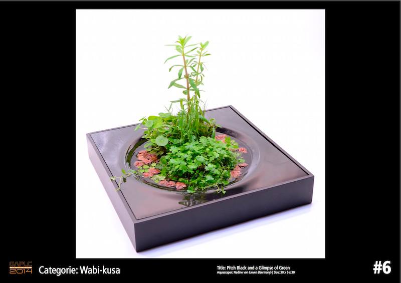 Rank 6 Wabi-Kusa - German Aquatic Plants Layout Contest  - GAPLC 2014