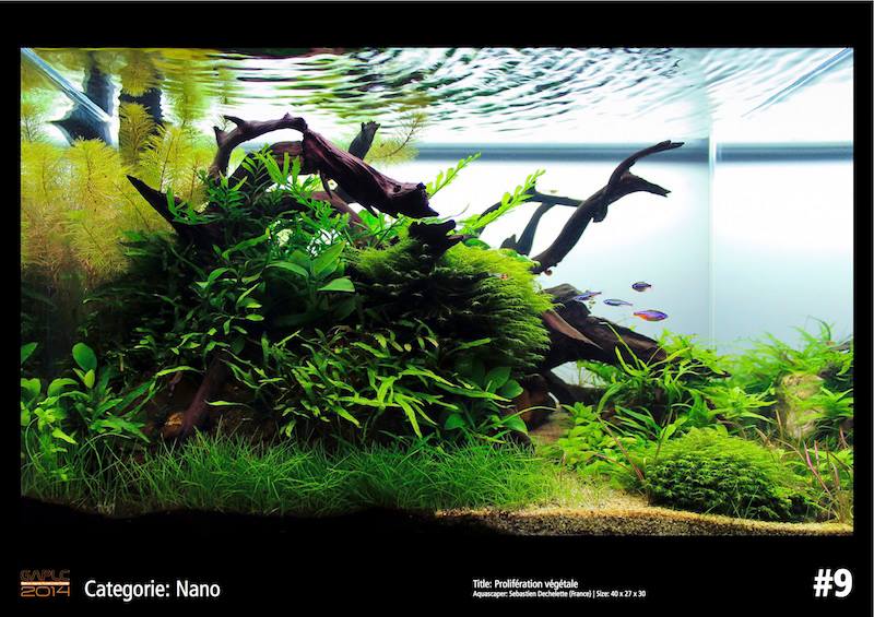 Rank 9 Nano - German Aquatic Plants Layout Contest  - GAPLC 2014