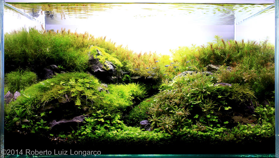 Roberto Luiz Longarço -  International Aquascaping Contest 2014