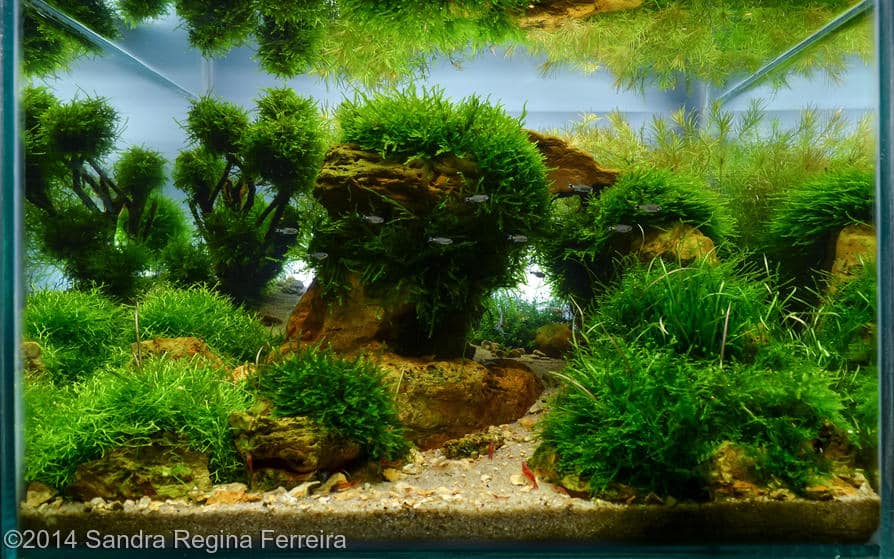 Sandra Regina Ferreira -  International Aquascaping Contest 2014