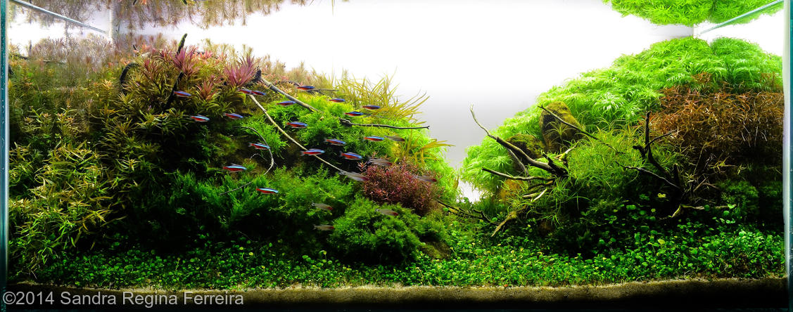 Sandra Regina Ferreira -  International Aquascaping Contest 2014